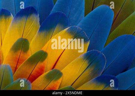 USA, Washington State, Sammamish. Feather design from a variety of macaw parrot wing feathers Stock Photo