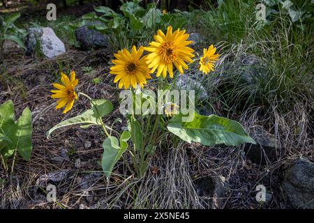 WA25235-00...WASHINGTON - Arrowleaf Balsamroot blooming along the Fawn Creek forest road in the Methow Valley. Stock Photo