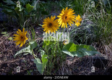 WA25238-00...WASHINGTON - Arrowleaf Balsamroot blooming along the Fawn Creek forest road in the Methow Valley. Stock Photo