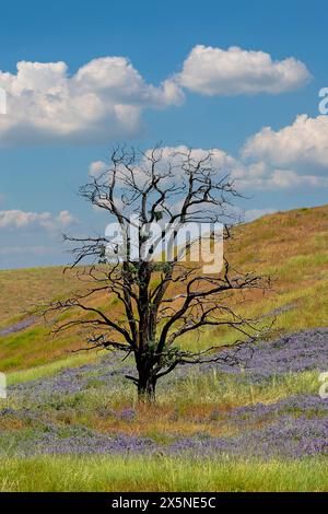 USA, Washington State, Palouse. Benge lone dead tree in field of vetch Stock Photo