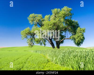 USA, Washington State, Palouse. Lone tree in a wheatfield in the Palouse region of Eastern Washington. Stock Photo