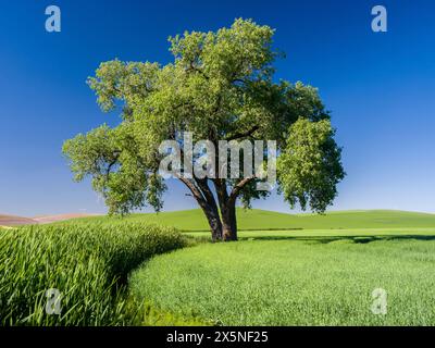 USA, Washington State, Palouse. Lone tree in a wheatfield in the Palouse region of Eastern Washington. Stock Photo