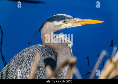 Great blue heron Juanita Bay Park, Lake Washington, Kirkland, Washington State. Stock Photo