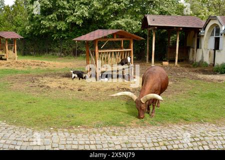 African Pygmy Goat or Cameroon dwarf goat Capra aegagrus hircus and African Cattle Ankole-Watusi or Bos taurus in Sofia Zoo, Sofia Bulgaria, Europe Stock Photo