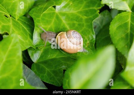 A small brown and yellow snail is on a leaf, nature Stock Photo