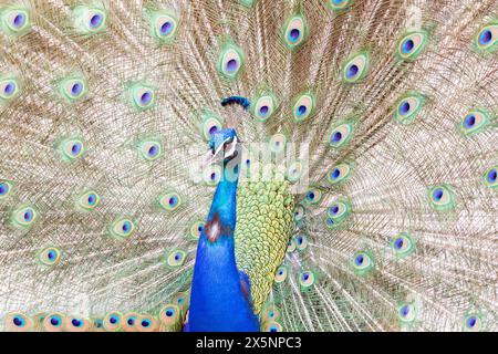 Peacock Displaying Tail Feathers Stock Photo