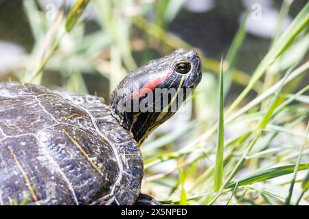 Red eared Slider Turtle Stock Photo