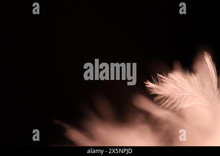 White texture abstract on black background, bird feather, wallpaper, warm light Stock Photo