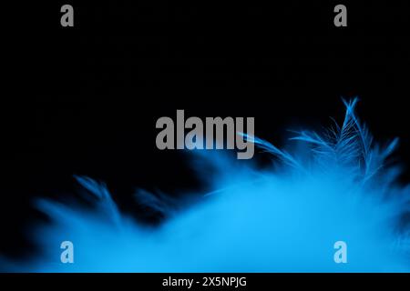 Blue texture abstract on black background, bird feather Stock Photo