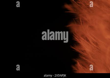 Red texture abstract on black background, bird feather, macro photography Stock Photo
