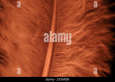 Red texture abstract on black background, bird feather, macro photography Stock Photo