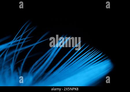 Blue texture abstract on black background, bird feather Stock Photo