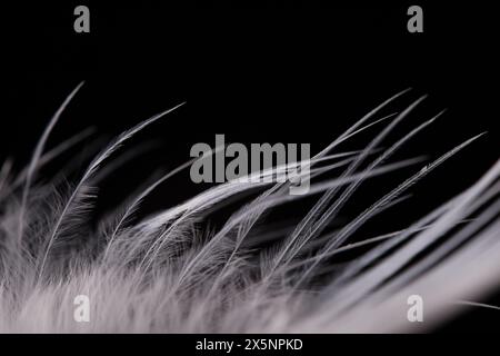 White texture abstract on black background, bird feather Stock Photo