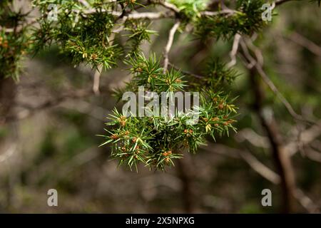 Forest landscape in summer sunny weather. Forest trees and soft sunlight. A branch of a young fir tree. A branch of a fir tree in early spring. Stock Photo