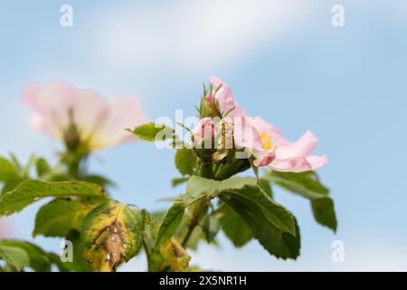Delicate pink rosehip flowers Stock Photo