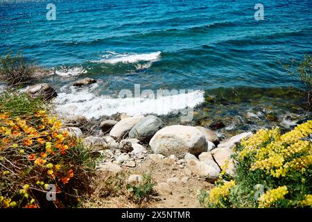 shore with orange poppies of a blue lake, on the horizon a landscape of mountains with peaks covered with snow, Bariloche National Park Stock Photo
