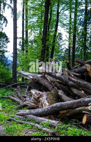 Many cut tree trunks stacked on top of each other. Stock Photo