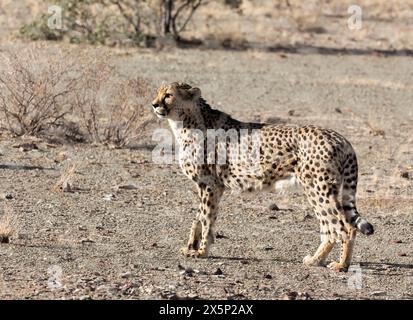 a photo of cheeta in Namibia Stock Photo - Alamy