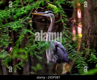 A Great Blue Heron is framed by tree branches as it takes a morning walk through a swamp. Stock Photo