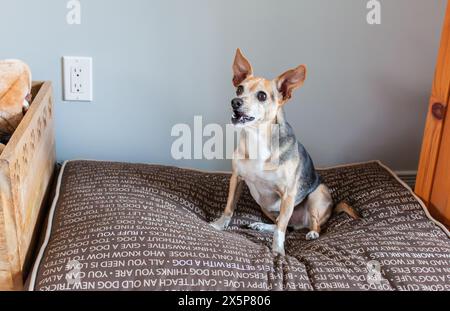 Portrait of a mixed breed dog sitting on a bed in a room Stock Photo