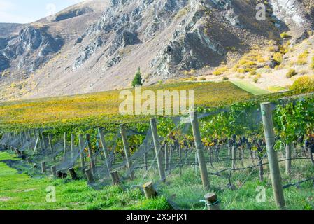Pinot Noir Vineyard - New Zealand Stock Photo