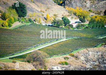 Pinot Noir Vineyard - New Zealand Stock Photo