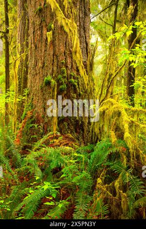 Ancient forest along North Fork Smith Trail, Kentucky Falls Special Interest Area, Siuslaw National Forest, Oregon Stock Photo