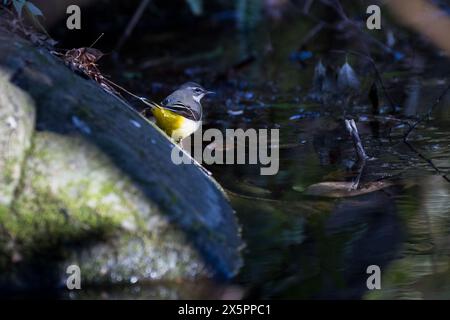 A grey wagtail (Motacilla cinerea) in Izumi no Mori park, Yamato, Kanagawa, Japan. Stock Photo