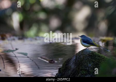 A grey wagtail (Motacilla cinerea) in Izumi no Mori park, Yamato, Kanagawa, Japan. Stock Photo