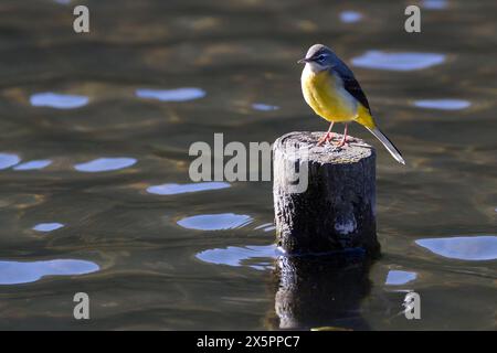 A grey wagtail (Motacilla cinerea) perched on a stump in a lake in a park in Kanagawa, Japan. Stock Photo