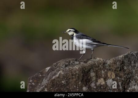 A Japanese wagtail, (Motacilla alba lugens) on a rock in a park in ,Kanagawa, Japan. Stock Photo