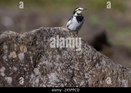 A Japanese wagtail, (Motacilla alba lugens) on a rock in a park in ,Kanagawa, Japan. Stock Photo