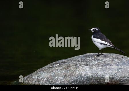 A Japanese wagtail, (Motacilla alba lugens) on rocks in a river in Kanagawa, Japan. Stock Photo