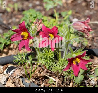 'Röde Klokke' Pasque flower, Backsippa (Pulsatilla vulgaris) Stock Photo