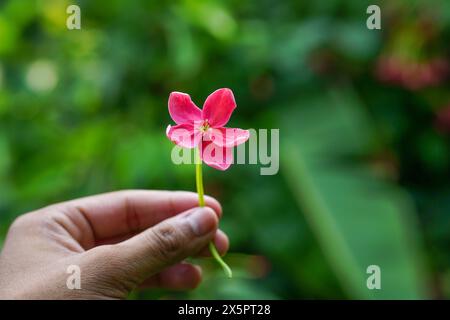 Male hand gives a rangoon creeper flower with love, romance and feelings Stock Photo