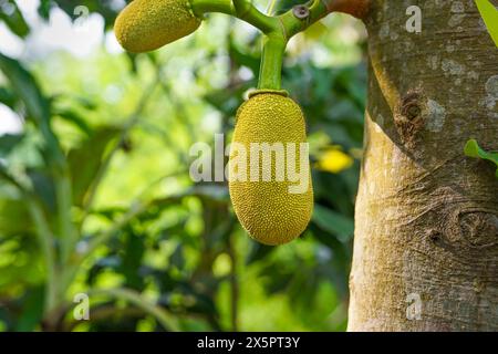 Young yellow jackfruits hanging on it's tree Stock Photo