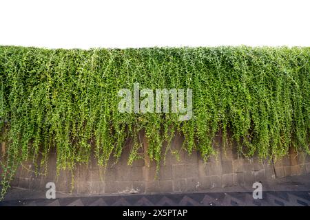 Green ivy vines on brick concrete wall isolated over a white background Stock Photo