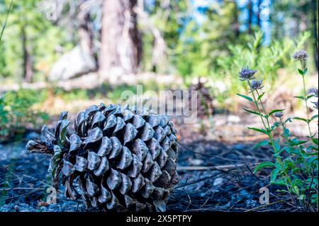 Jeffrey Pinecone laying on the forest floor with pine needles.  Stock Photo