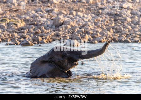 Telephoto shot of a baby elephant, enjoying itself while taking a bath in a waterhole in Etosha National Park, Namibia. Stock Photo