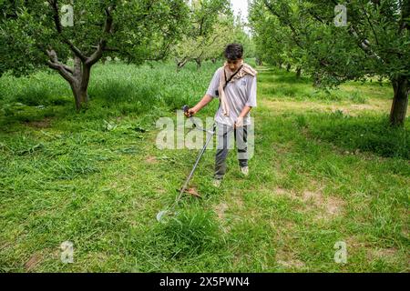Srinagar, India. 10th May, 2024. A Kashmiri young farmer seen slashing using mowing machine in an apple orchard in Srinagar, the summer capital of Jammu and Kashmir. (Photo by Faisal Bashir/SOPA Images/Sipa USA) Credit: Sipa USA/Alamy Live News Stock Photo