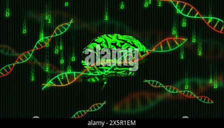Image of dna helixes, rotating digital human brain, falling binary codes over black background Stock Photo