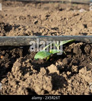 Close-up of a tiny seedling sprouting from nutrient-rich soil next to a drip irrigation setup Stock Photo