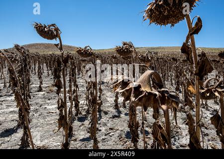 Dry plantation of sunflowers due to drought, Utrera, Andalucia, Spain Stock Photo