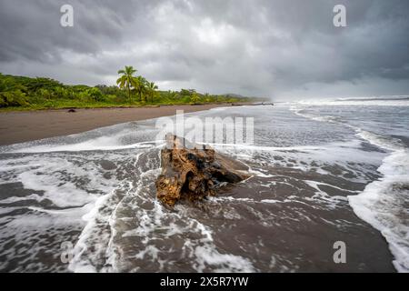 Root on the beach in the surf, rainforest and beach on the Caribbean coast, Tortuguero National Park, Costa Rica Stock Photo