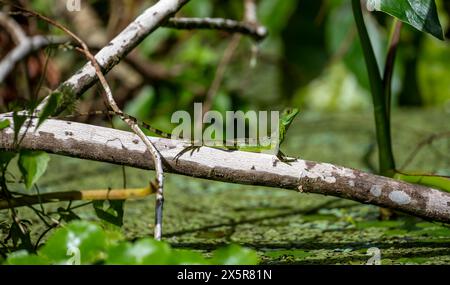 Juvenile plumed basilisk (Basiliscus plumifrons) sitting on a tree trunk above the water, Tortuguero National Park, Costa Rica Stock Photo