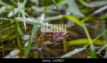 Northern spectacled caiman (Caiman crocodilus) lying in the water, with head above water, juvenile, Tortuguero National Park, Costa Rica Stock Photo