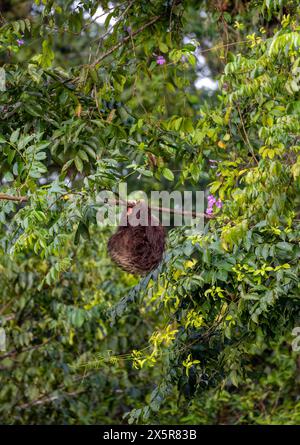 Linnaeus's two-toed sloth (Choloepus didactylus) hanging from a thin branch in a tree, Tortuguero Natinoal Park, Costa Rica Stock Photo