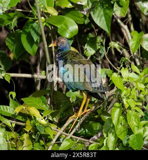 Purple Gallinule or american purple gallinule (Porphyrio martinicus) juvenile, sitting on a branch, Tortuguero National Park, Costa Rica Stock Photo