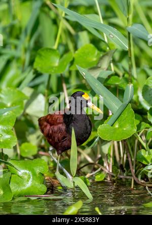 Northern jacana (Jacana spinosa), male among aquatic plants in the water, Tortuguero National Park, Costa Rica Stock Photo