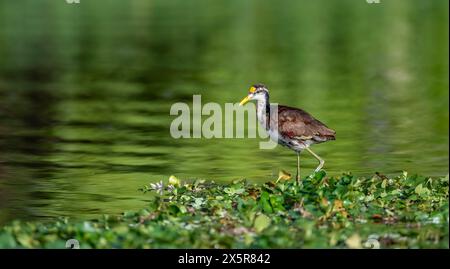 Northern jacana (Jacana spinosa), female standing on floating plants in the water, Tortuguero National Park, Costa Rica Stock Photo